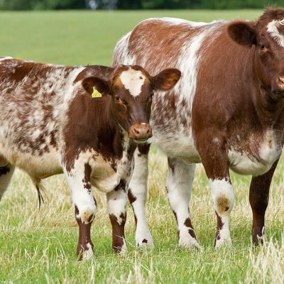 Read more about the article Beef Cattle Services