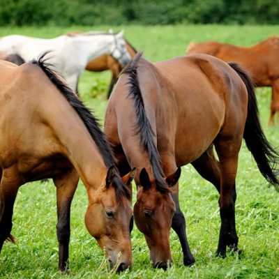 Read more about the article Equine Services